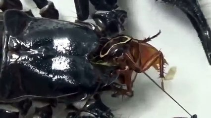 網友將一隻蟑螂放在世界上最龐大威武的「帝王蠍」面前，接下來超兇殘的虐殺畫面讓許多人才看10秒就崩潰了…(害怕者勿看)