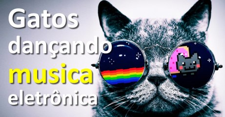 Gatos dançando musica eletronica - Remix