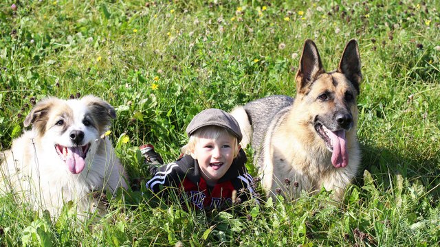 Pets Channel , Century pets Complete pet care guide
