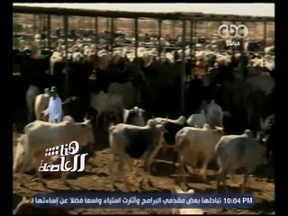 هنا العاصمة | تقرير .. صفقة رؤوس ماشية بأسعار مخفضة