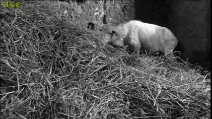 St Yosef Cupertino ( Santo Terbang ) - Film "Santo Yang Rendah Diri" sub indo 3-6