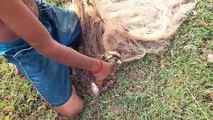 Boy Catch Fish And Frog Using Cast Net In My Village - Cambodia Daily Fishing -
