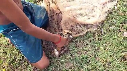 Boy Catch Fish And Frog Using Cast Net In My Village - Cambodia Daily Fishing -