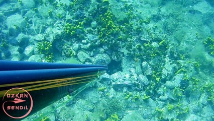 Zıpkınla Ahtapot Avı Ayvalık 2017 - 7 kg Octopus Spearfishing