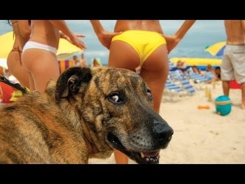 FUNNY DOG and CAT Videos Cats vs Dogs Socute mèo và chó cực đáng yêu