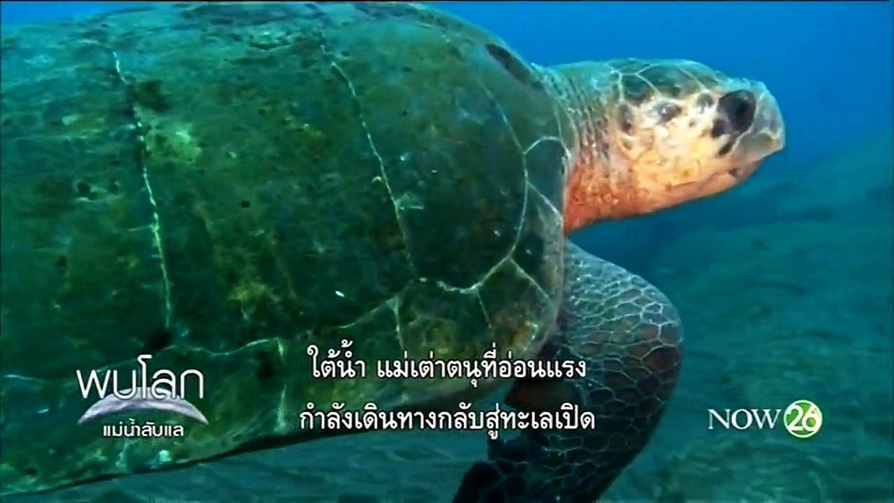 สารคดี Planet Earth - แม่น้ำลับแล ตอนที่ 3