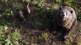 The Jungle Book (HD, 2016). Honey Harvest