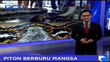 Warga Polewali Mandar Geger dengan Adanya Ular Piton di Pasar