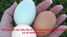 Startled with super-strange blue eggs, like ginseng chicken eggs