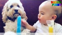 Funniest Babies Ever 2017