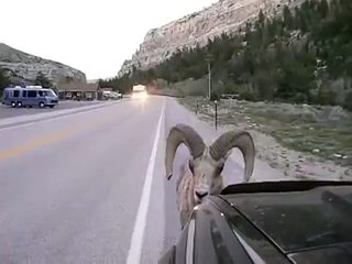 Rams Hate Toyotas And That's A Fact