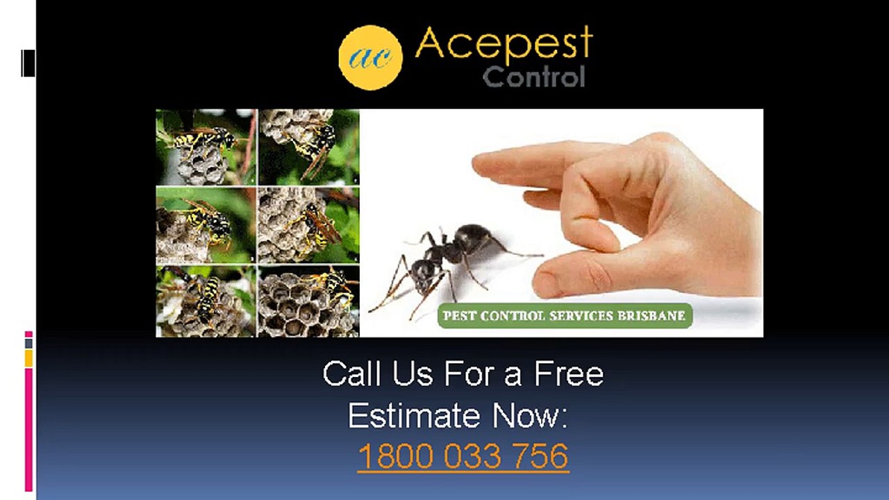 Domestic_Pest_Control_Services