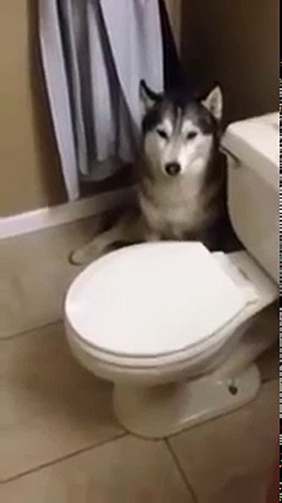 Husky dog is afraid to take a bath