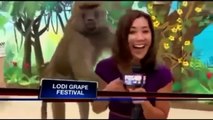 Funny Monkey compilation 2017. Monkey Kissing Girls and touches boobs