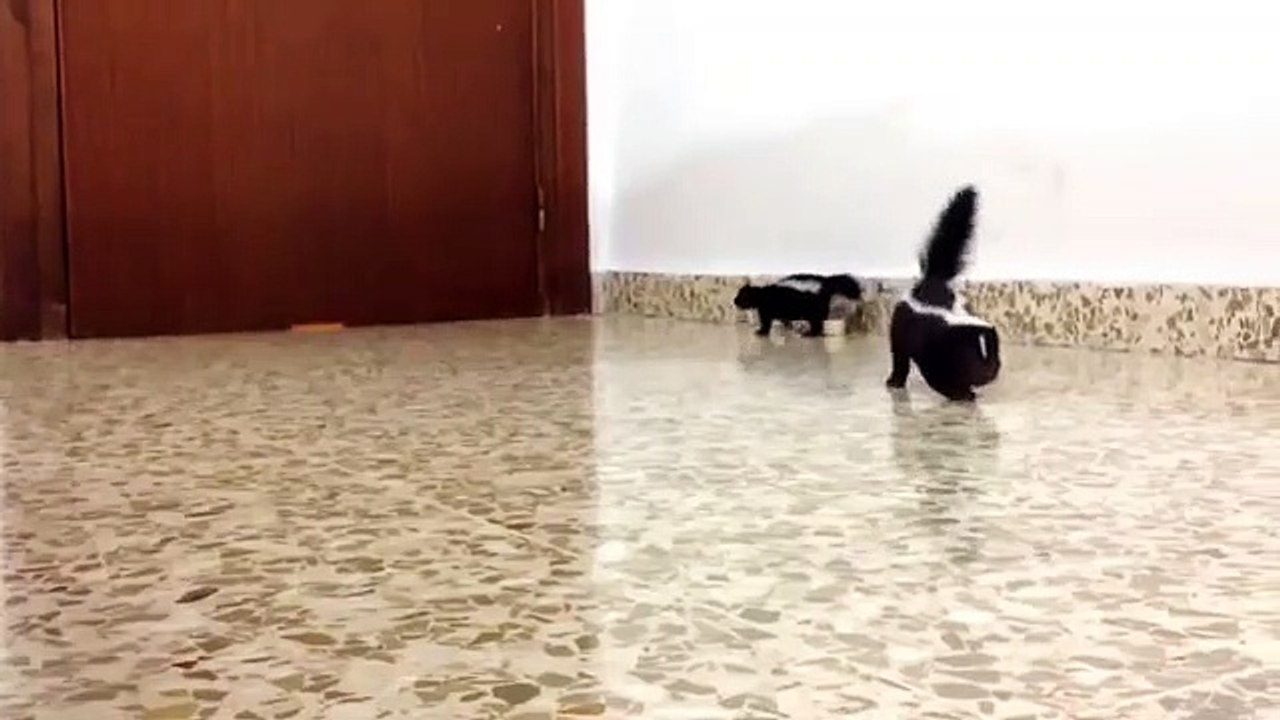 Adorable, un bébé mouffette fait ses premiers pas.