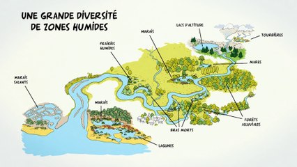 Tourbières > 1. un rôle multiple et primordial pour le cycle de l'eau