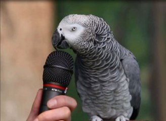 Röportaj Veren Papağan