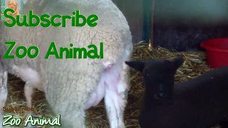 Sheep and lambs happy in his housbcbe on farm - Farm animals video for Kids - Ani