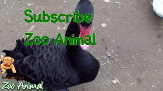 Real Duck Chickens Goose Pigeon Swan in farm animals - Farm Animgdgals video for kids