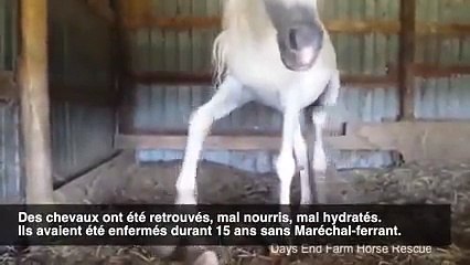 Enfermés durant 15 ans, ces chevaux sont retrouvés avec des sabots longs d'1 mètre !