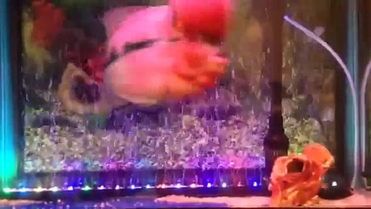 Flower Horn