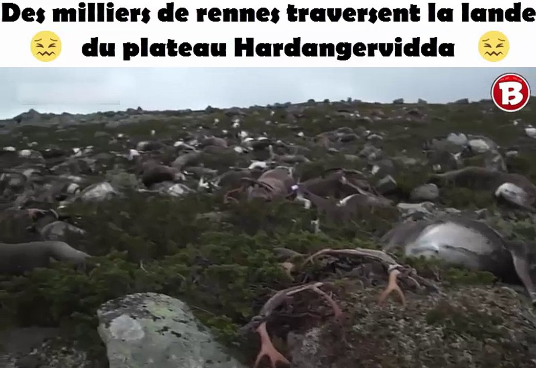 Des milliers de rennes traversent la lande du plateau Hardangervidda