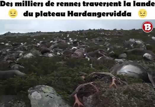 Des milliers de rennes traversent la lande du plateau Hardangervidda