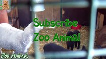 Sheep and lambs happy in his house on farm - Farm animals video for Kids - An