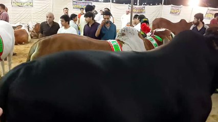 Bull in Black from Afridi Cattle Farm 2014