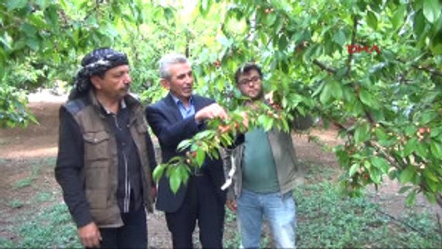 Manisa Sezonun Ilk Kirazı Manisa'dan