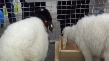 En Güzel Kuzu' Yarışması Renkli Görüntülere Sahne Oldu