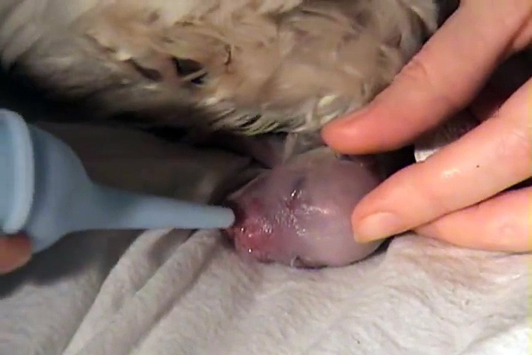 Amazing Maltese Puppies Birth Part 1!!