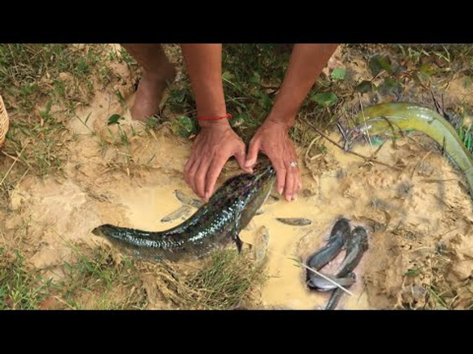 Catch fish on rice field - Net Fishing In Siem Reap Province - Khmer Cast Net Fishing