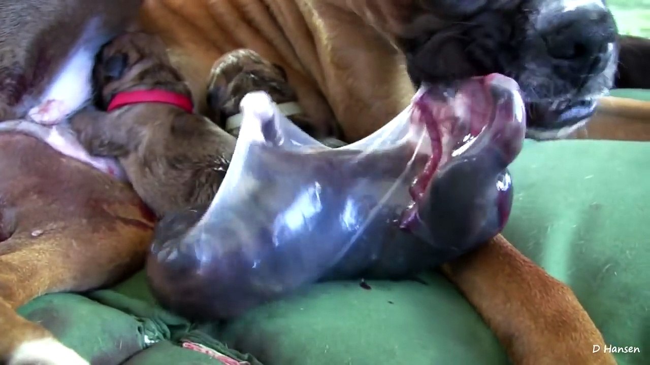 Amazing Boxer Puppy Birth Part 3!!
