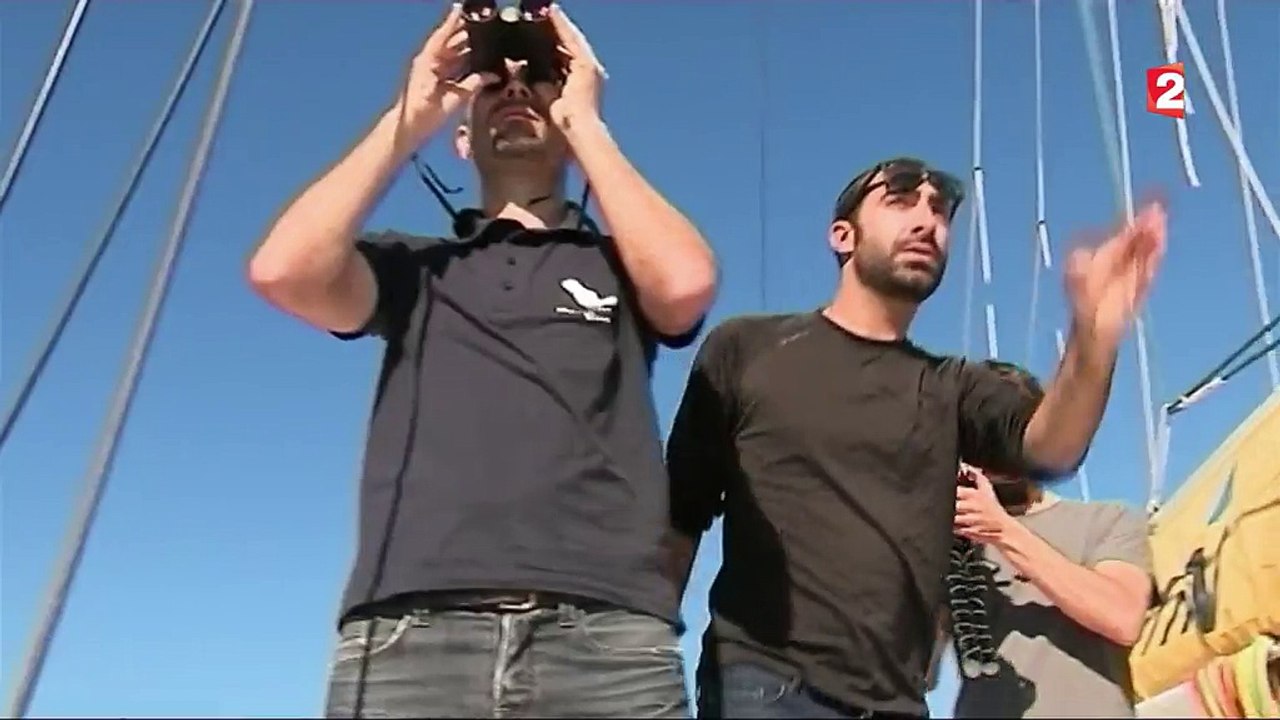 Canet-en-Roussillon : des requins inoffensifs surprennent les nageurs