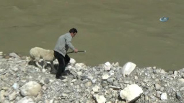 Nehirde Mahsur Kalan Köpekleri İtfaiye Kurtardı