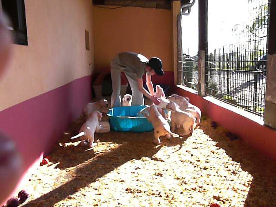 Parc d'éveil des chiots à la Terre des Titans