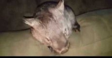 Cheeky Young Wombat Practises 'Commando Roll'