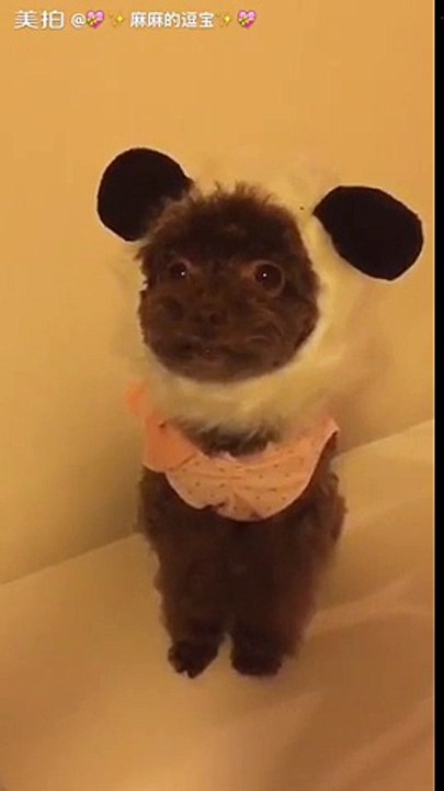 FUNNY ANIMAL VIDEO - Part05