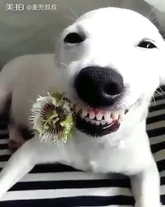 FUNNY ANIMAL VIDEO - Part14