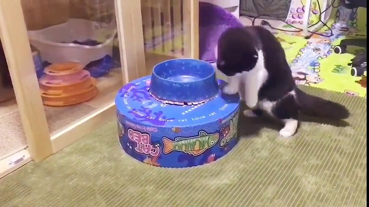 FUNNY ANIMAL VIDEO - Part34