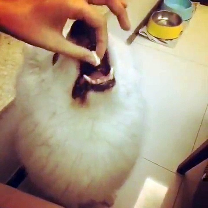 FUNNY ANIMAL VIDEO - Part35