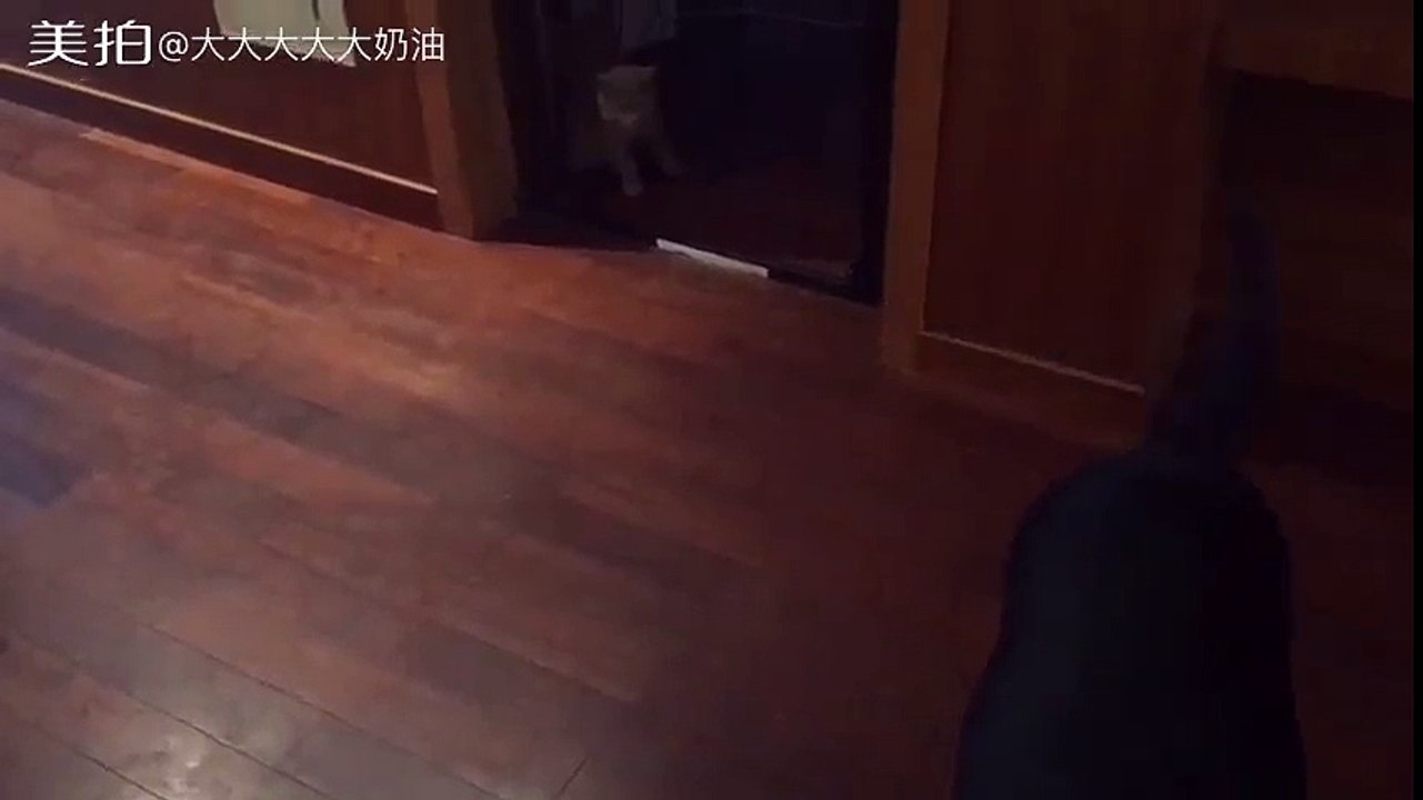 FUNNY ANIMAL VIDEO - Part37