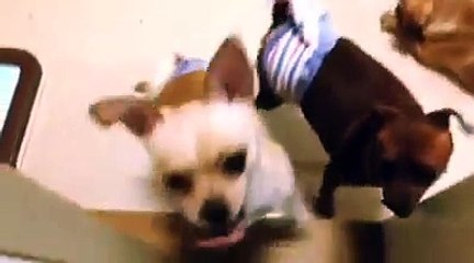 Fun Funny Dog Doggy complications #3
