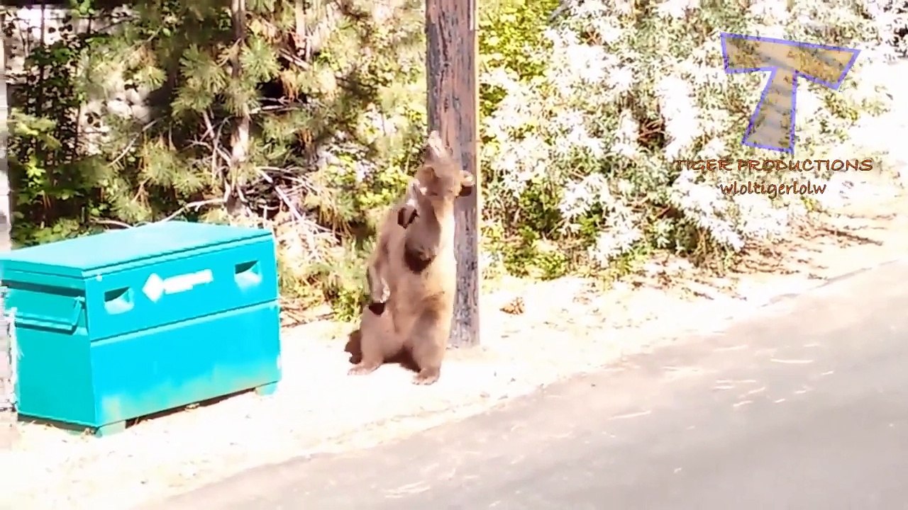 The best TRY NOT TO LAUGH CHALLENGE - Funny ANIMAL VIDEOS compilation