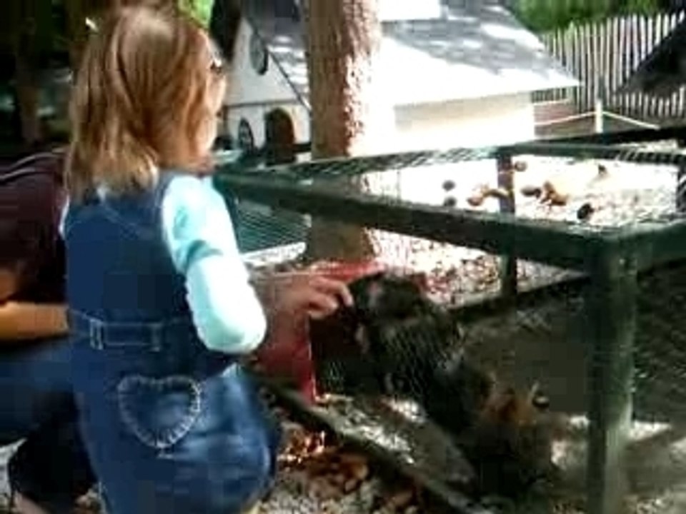 decouverte des lapins