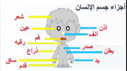 Télécharger la video: تعلم أجزاء جسم الإنسان للأطفال - Learn the parts of the human body for children