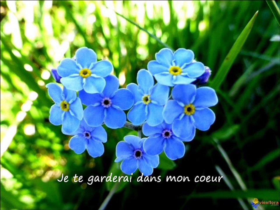 Petite Fleur Forever (d'après Sidney Bechet) - B93