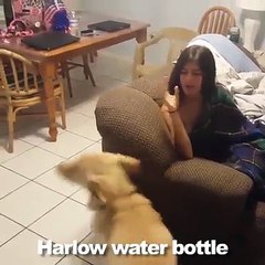 Lui è Harlow, il cane da sogno che aiuta nelle faccende domestiche. Ed è dolcissimo!
