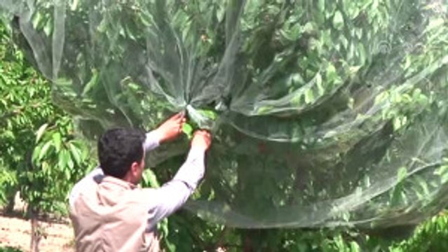 Kiraz, Üreticisinin Yüzünü Güldürecek